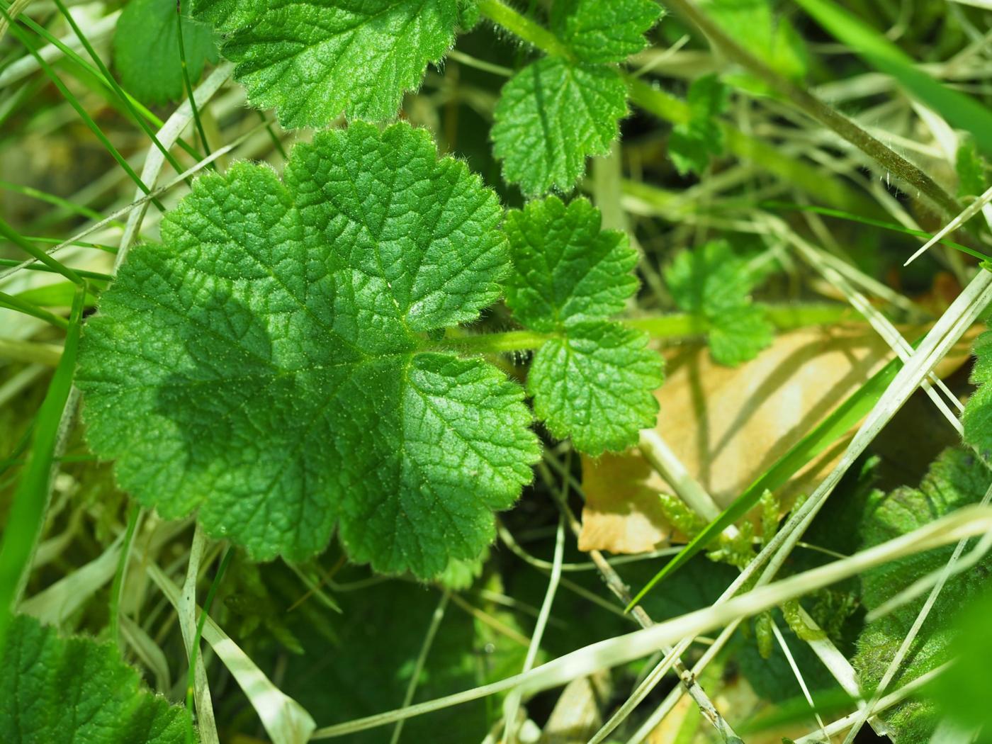 Avens, (sylvaticum) leaf